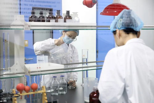 山東人的菊苣百億電力夢 一株小植物如何點亮科研與經(jīng)濟的未來